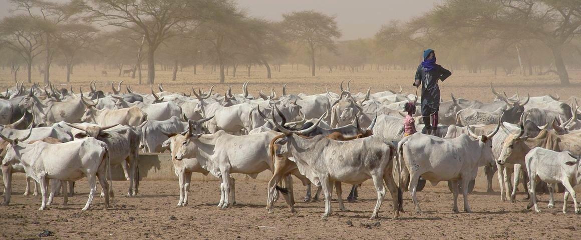 Dans la région du delta du fleuve Sénégal, l’élevage pastoral concerne plus de 50 000 personnes, soit deux fois plus que les élevages sédentaires © R. Belmin, Cirad